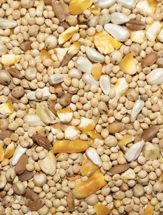 Dove & Quail seed mix