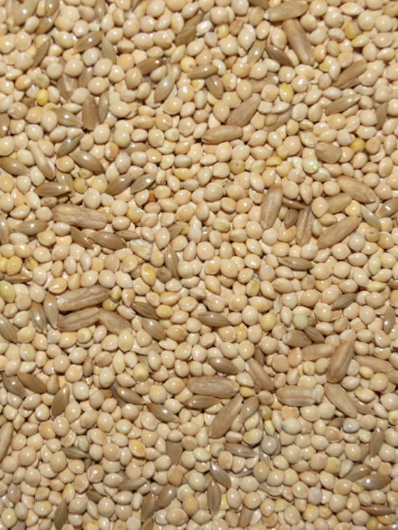 Parakeet 25% seed mix