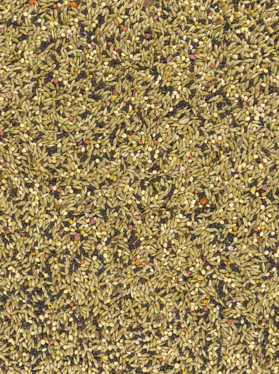 Canary Fortified seed mix