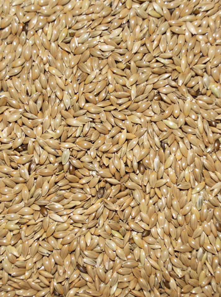 Canary Seed seed mix