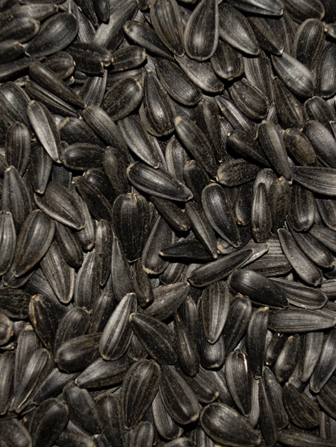 Small Black Oil Sunflower seed mix