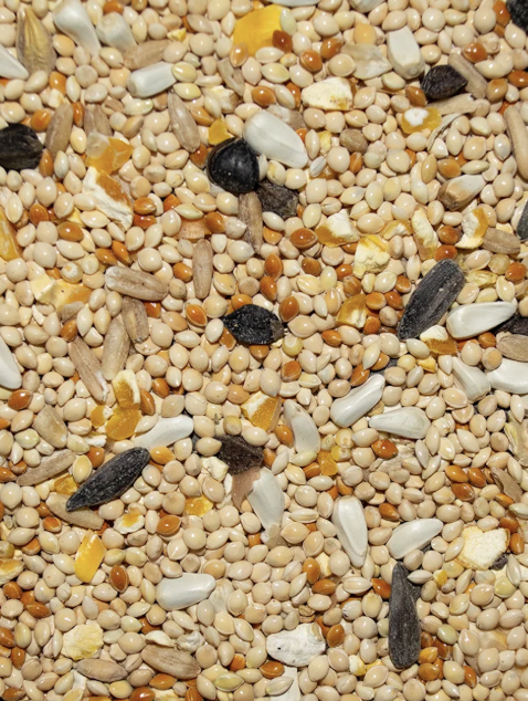 Cockatiel Fancy seed mix