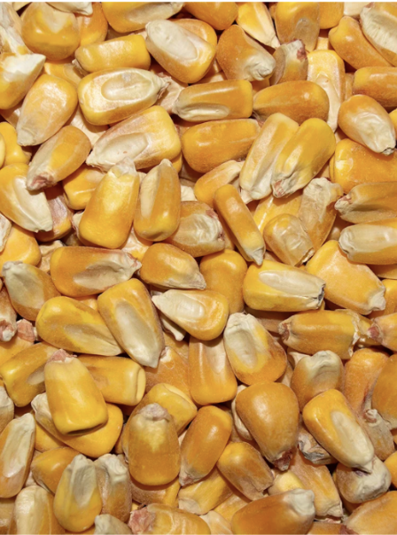 Re-Cleaned Yellow Whole Corn bag